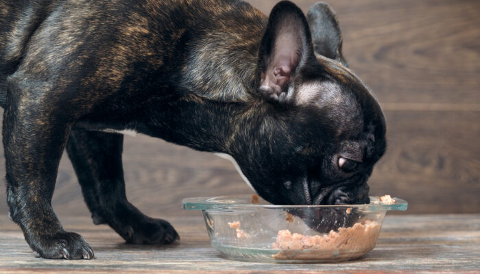 4 Commonly Asked Questions About Premium Dog Food Brands