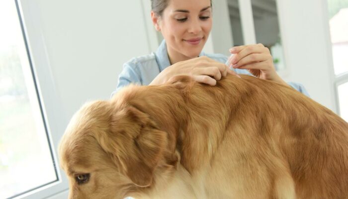 4 Essential Things To Know About Handling Fleas On Dogs