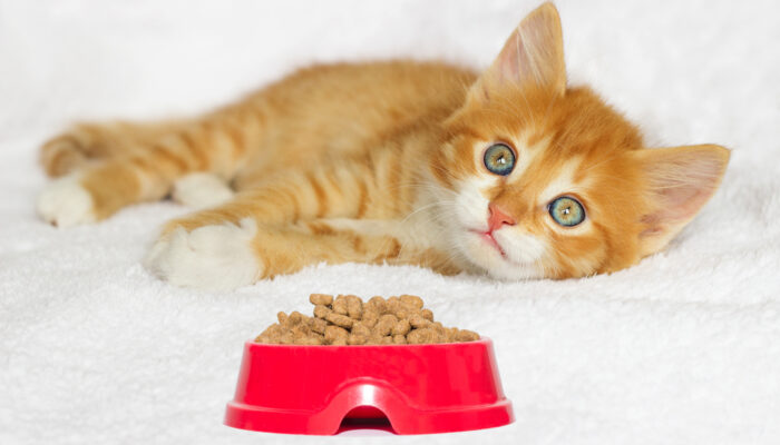 4 Questions To Ask While Buying Dry Cat Food