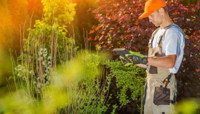 A Guide To Affordable Lawn Care Services