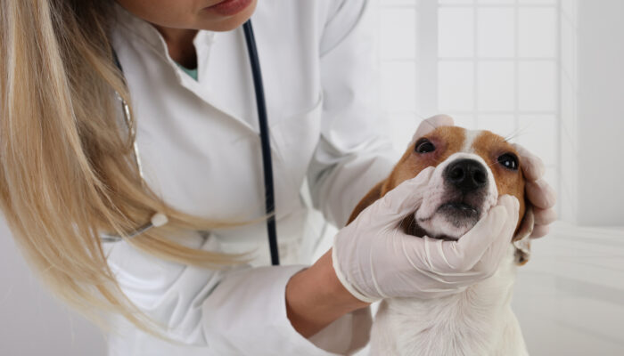 An Overview Of Allergies In Dogs- Causes, Symptoms, And Treatment Options