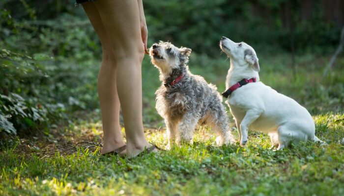 All You Need To Know While Buying Chew Treats For Your Dog