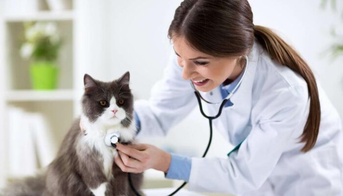 Are Fleas Pestering Your Cat? Here&#8217;s How You Can Get Rid Of It!