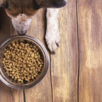 Know About The Right Food For Your Dog&#8217;s Allergies