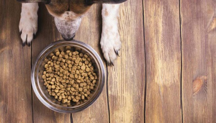 Know About The Right Food For Your Dog&#8217;s Allergies